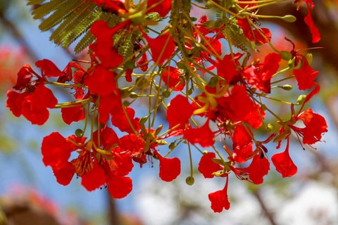 Flame tree (Delonix regia), Namibia, Africa