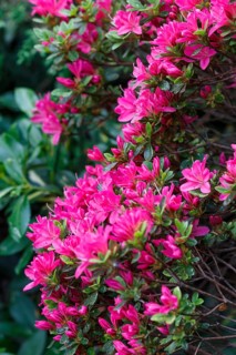 Beautiful rhododendrons of different colors in the garden