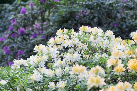 Blooming rhododendron in the botanical garden in spring
