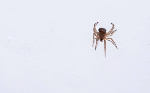 An approx. 5 mm spider on a pure white background, emphasised by a clear and minimalist image,