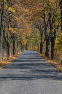 Alley of oak trees in autumn colors