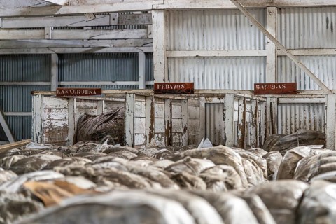 Wool sorting, Estancia San Gregorio, Puente Alto, Metropolitan Region, Chile, South America