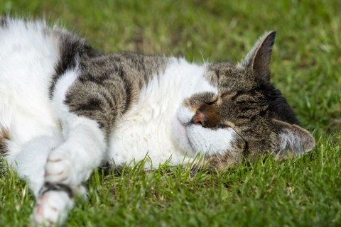 Snoozing and contented domestic cat (Felis catus), Blaustein, Baden-Württemberg, Germany, Europe