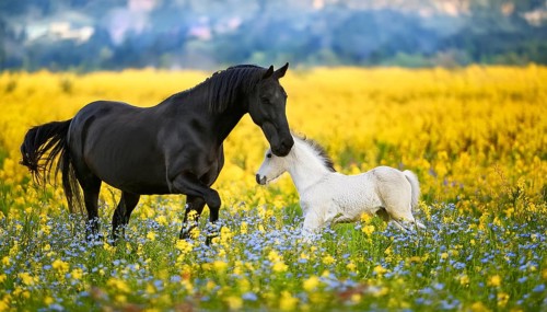 A black stallion and a foal, studio, AI generated