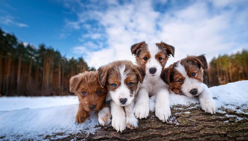 KI generated, dog, dogs, puppy, one, two, three, play, snow, winter, autumn leaves, blue sky,