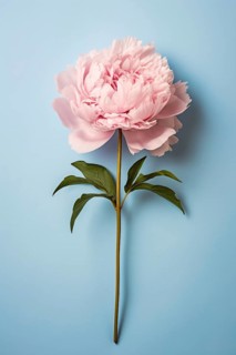 Single pink peony flower on blue background. KI generiert, generiert AI generated
