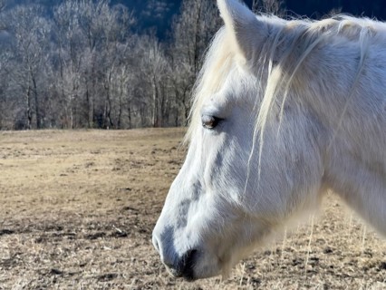 Close Up on a Beautiful White Horse in Profile with Sunlight in a Sunny Day in Switzerland