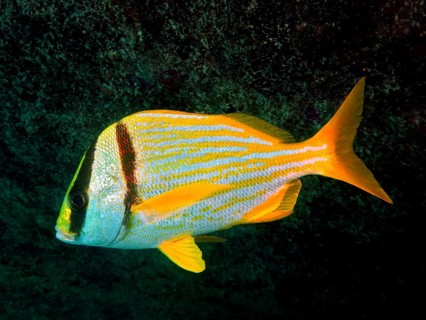 Fish with a yellow stripe pattern, porkfish (Anisotremus virginicus), swimming in the dark ocean.