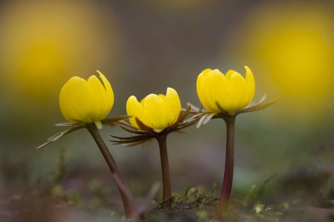 Winter aconite (Eranthis hyemalis) in bloom, plant, flower, early bloomer, yellow, Hanover, Lower