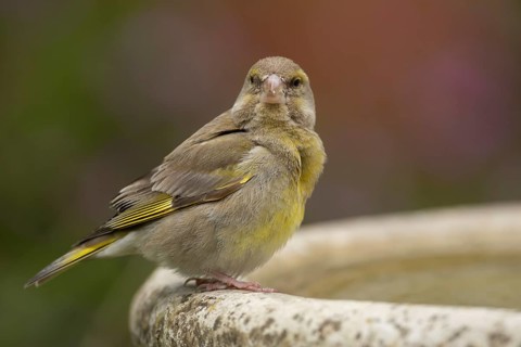 European greenfinch (Chloris chloris) adult bird on a garden bird water bath in the summer,