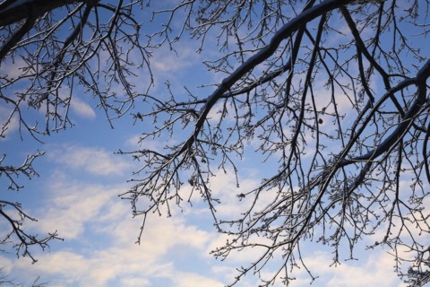 Close-up of overhanging silhouetted deciduous tree branches covered with ice against a blue sky