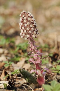 Butterbur (Petasites hybridus), inflorescence, North Rhine-Westphalia, Germany, Europe