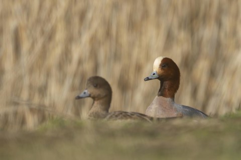 Eurasian wigeon duck (Mareca penelope) adult male and female birds on grassland, England, United