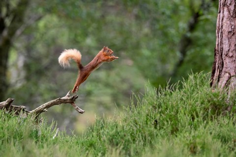Squirrel (Sciurus), forest, Aviemore, Scotland, Great Britain
