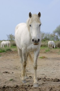 Camargue horse, Camargue, Provence, South of France