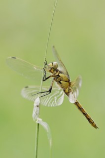 Black-tailed skimmer (Orthetrum cancellatum), female, North Rhine-Westphalia, Germany, Europe