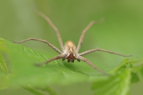 Nursery web spider (Pisaura mirabilis), female, North Rhine-Westphalia, Germany, Europe