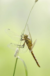 Black-tailed skimmer (Orthetrum cancellatum), female, North Rhine-Westphalia, Germany, Europe
