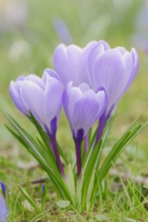 Crocuses (Crocus spec.) in bloom in spring, North Rhine-Westphalia, Germany, Europe