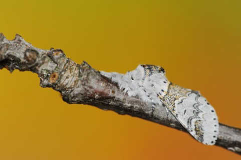 Sallow kitten moth (Furcula furcula), North Rhine-Westphalia, Germany, Europe
