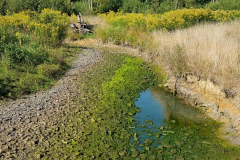 Arnsberg Forest, forest stream dried out by extreme heat and drought, goldenrod (Solidago) on the