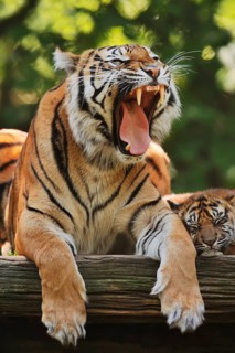 Sumatran tiger (Panthera tigris sumatrae), yawning female with young, captive, occurring on