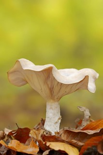 Foggy grey funnel mushroom or fog cap (Lepista nebularis, Clitocybe nebularis), North
