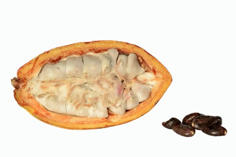 Cocoa tree (Theobroma cacao), halved cocoa fruit with pulp and cocoa beans