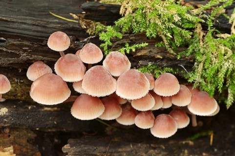 Large blood helminth (Mycena haematopus), North Rhine-Westphalia, Germany, Europe