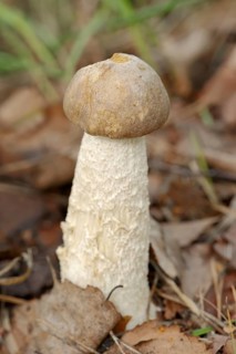 Wooly-stemmed grouse mushroom or grey-brown birch mushroom (Leccinum cyaneobasileucum, Leccinum
