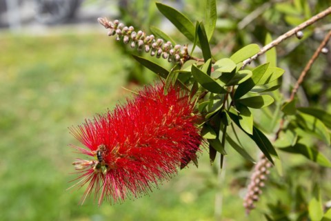 Close-up of a bright red bottlebrush flower with green leaves in the background, crimson