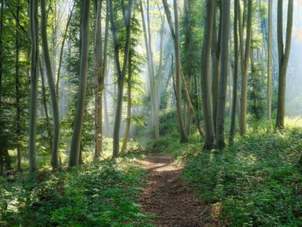 Hiking trail through natural green beech forest in the morning light, the sun shines through the