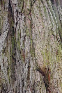 Giant sequoia (Sequoiadendron giganteum), bark, ornamental tree, North Rhine-Westphalia, Germany,