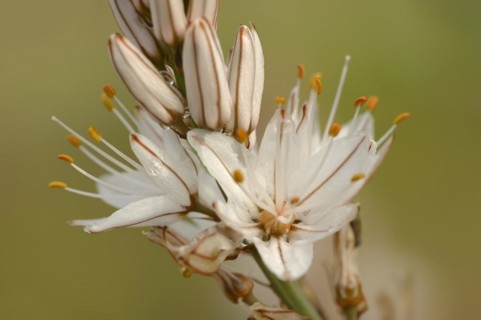 Asphodelus ramosus (Asphodelus ramosus), flowers, Provence, France, Europe
