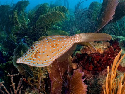 A scrawled filefish (Aluterus scriptus) covered with dots swims in front of a coral reef. Dive site