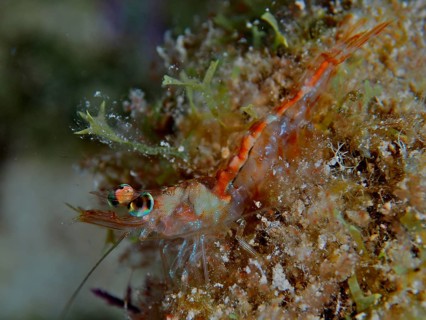 Close-up of a small, translucent prawn, Caribbean velvet shrimp (Metapenaeopsis goodei), on an