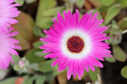 Midday flower (Dorotheanthus bellidiformis), flower, native to Africa, ornamental plant, North