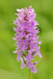 Moorland spotted orchid (Dactylorhiza maculata), inflorescence, North Rhine-Westphalia, Germany,