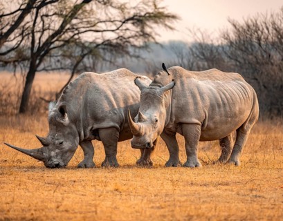 Southern white rhinoceros (Ceratotherium simum simum), two rhinos in the evening light, Khama Rhino