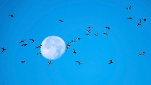 Flock of Northern Pintail (Anas acuta) with the moon in the background