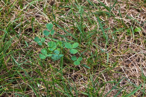 Top view and close-up of Trifolium repens, Dutch Clover growing in distressed Poa pratensis,
