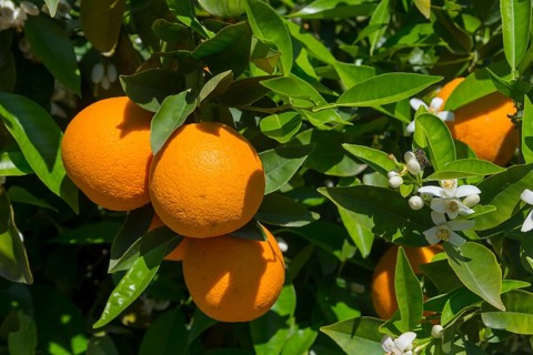 Group of oranges and white blossoms in sunlight on green leaves, orange trees near Skala, Laconia,