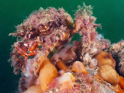 A spider crab (Maja squinado) covered with algae, moving on a reef with clonal plumose anemones