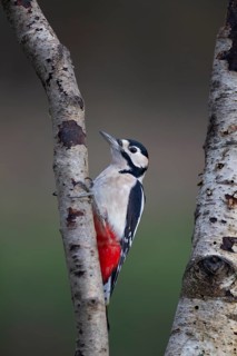 Great spotted woodpecker (Dendrocopos major) adult bird on a Silver birch tree branch, Norfolk,