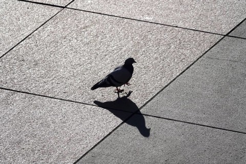 City pigeon with shadow, wintertime, Saxony, Germany, Europe
