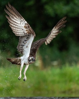Western osprey (Pandion haliaetus) hunting, Aviemore, Scotland, Great Britain