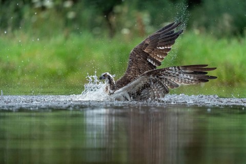 Western osprey (Pandion haliaetus) hunting, Aviemore, Scotland, Great Britain
