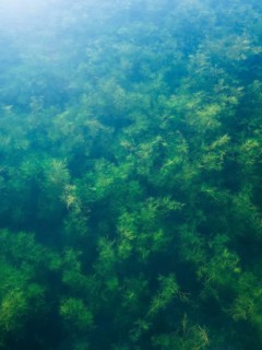 Water plants in the Geiseltalsee, clear water, background picture, Braunsbedra, Saxony-Anhalt,