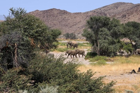 Desert elephants (Loxodonta africana) in the Huab dry river, Damaraland, Kunene region, Namibia,