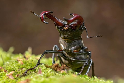 Stag beetle (Lucanus cervus), horned beetle, fire beetle, male with large mandibles, upper jaw,
